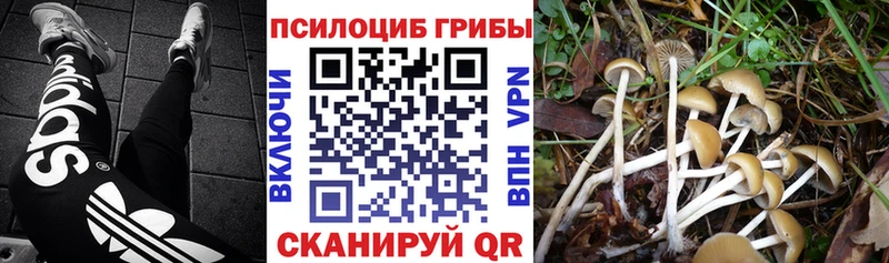 Купить закладки  Арсеньев  Псилоцибиновые грибы Cubensis 